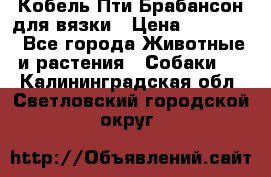 Кобель Пти Брабансон для вязки › Цена ­ 30 000 - Все города Животные и растения » Собаки   . Калининградская обл.,Светловский городской округ 